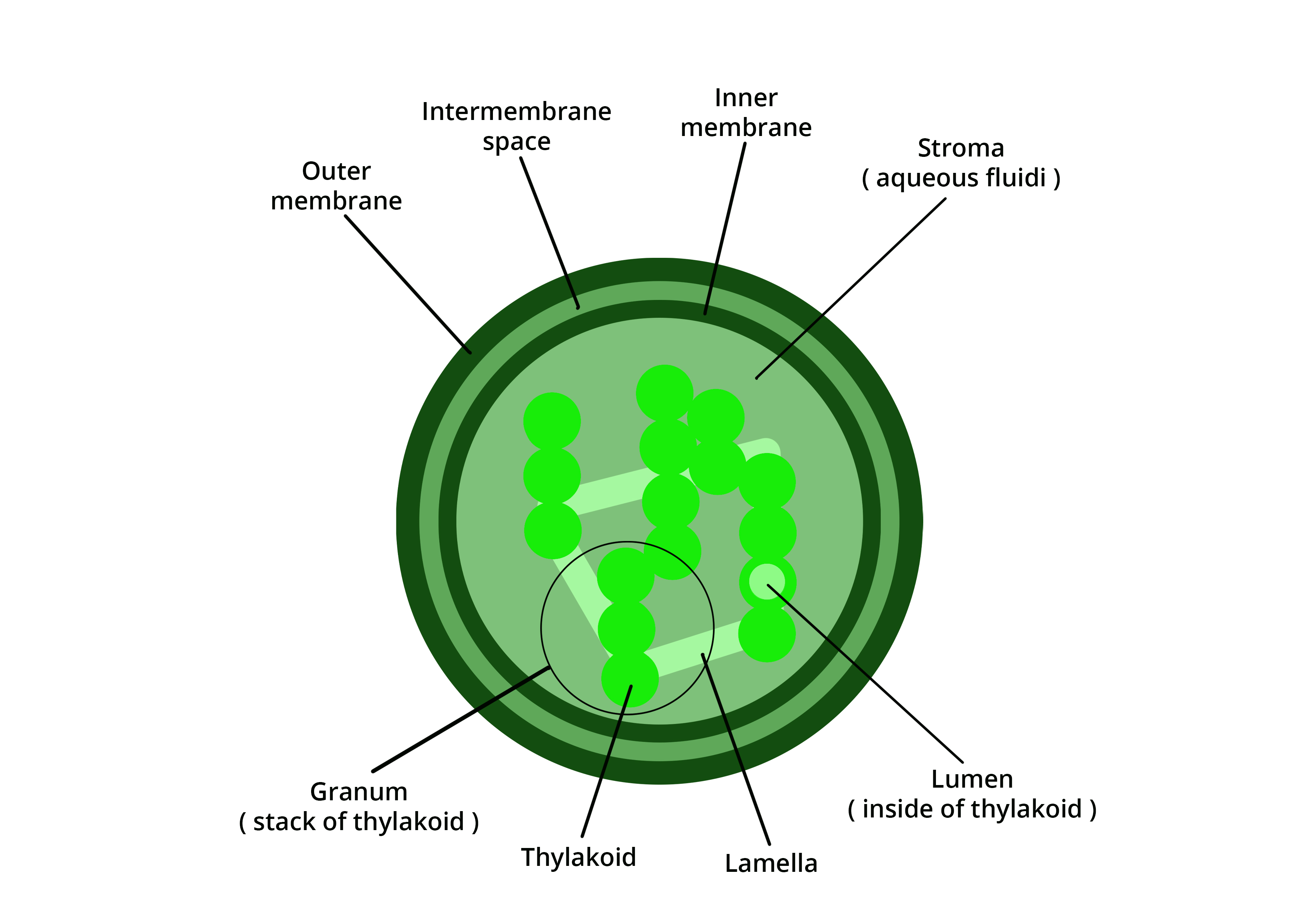 Definition of chloroplasts, and it�s types AESL